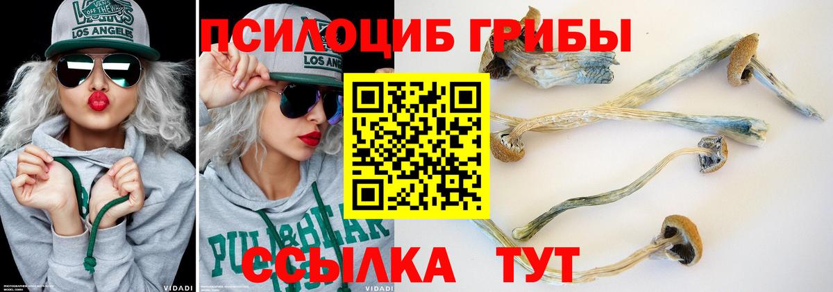 Красногорск  Галлюциногенные грибы Cubensis  Вход с VPN 